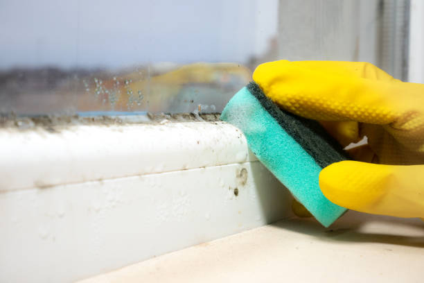 Best Water damage contractors near me  in Cave City, KY